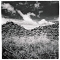 2005 Pre historic SA landscape series
