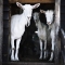 dala-ossewawiel-sculpture-en-die-goats-van-swissland-copy