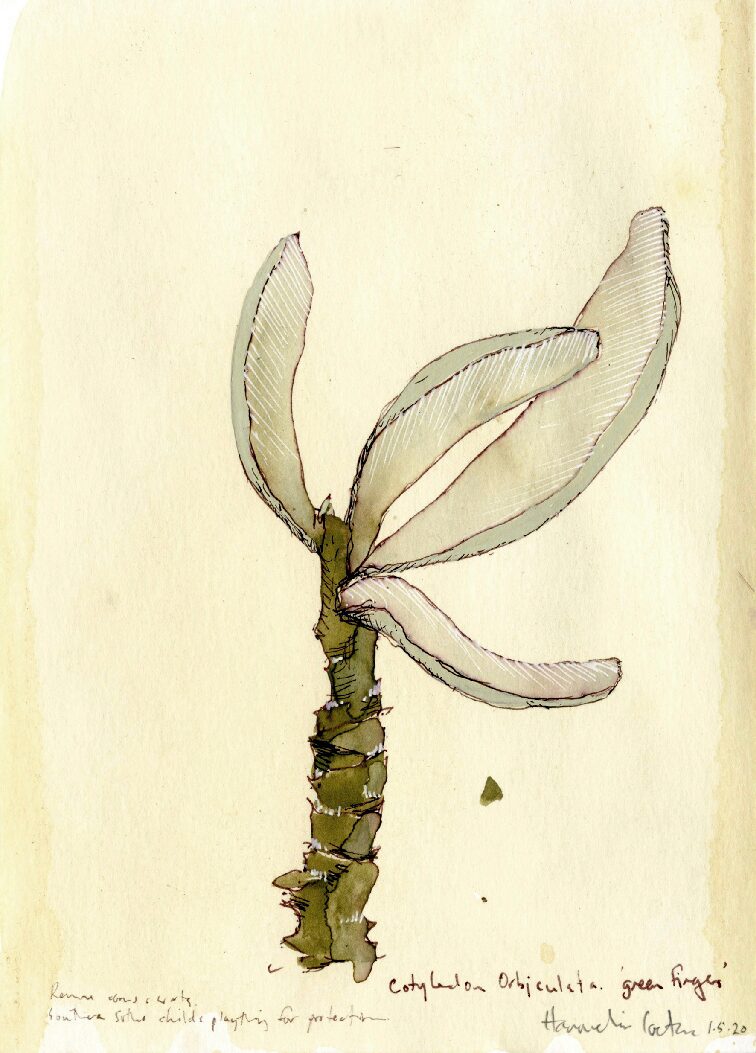 01 - Cotyledon orbiculata v. green fingers