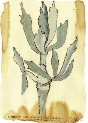 Botanicals