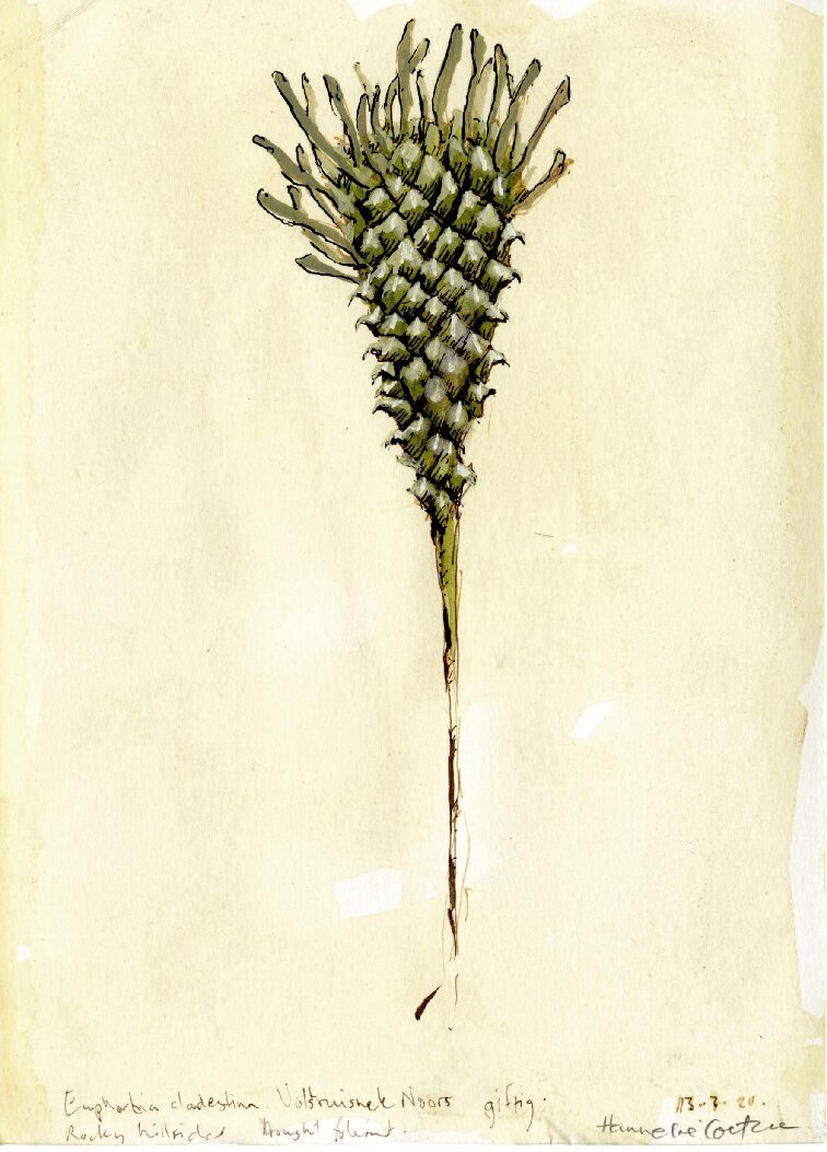 04 - Euphorbia cladestina Volstruisnek Noors