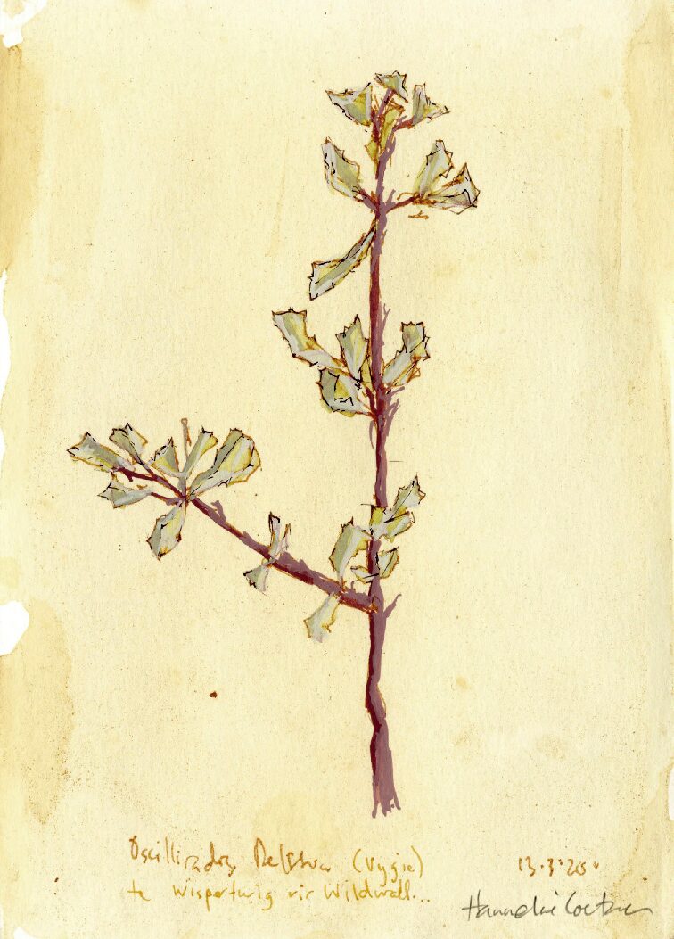 05 - Oscularia deltoides L. Bolus
