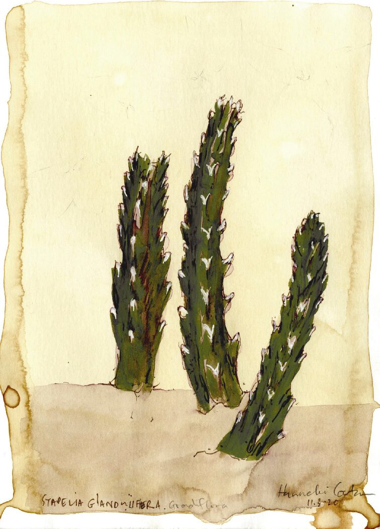 06 - Stapelia Grandiflora