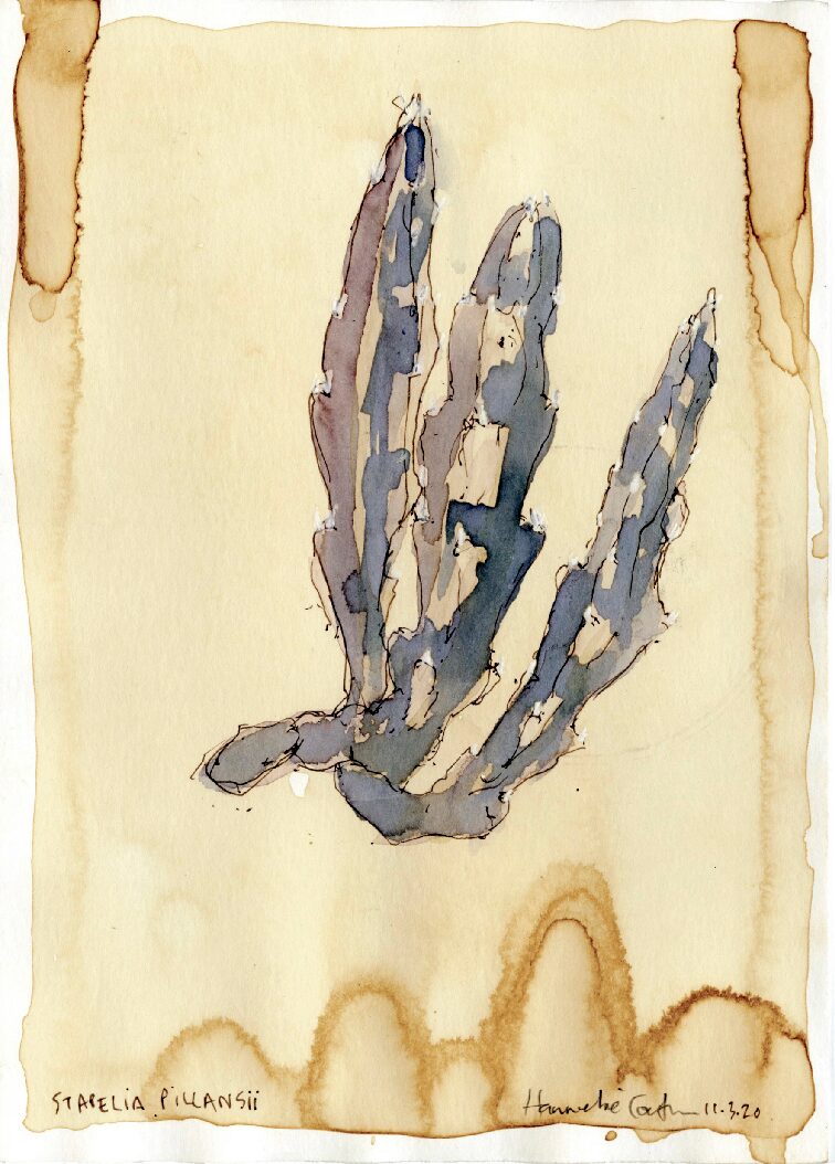 07 - Stapelia Pillansii