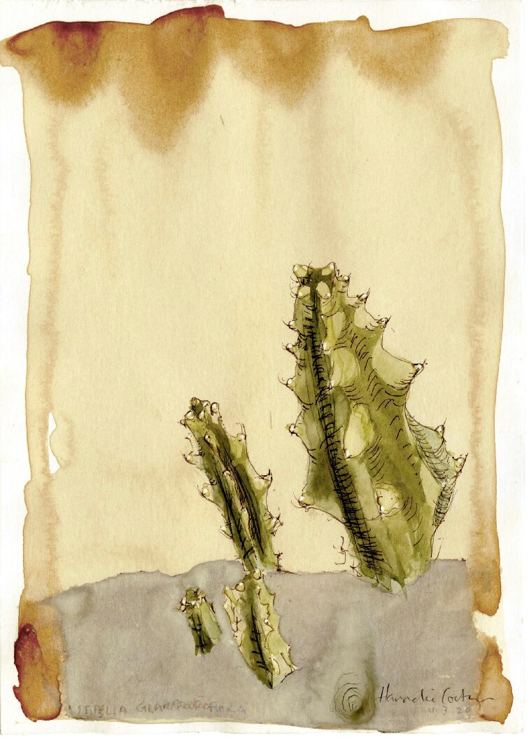 08 - Stapelia Grandiflora ll
