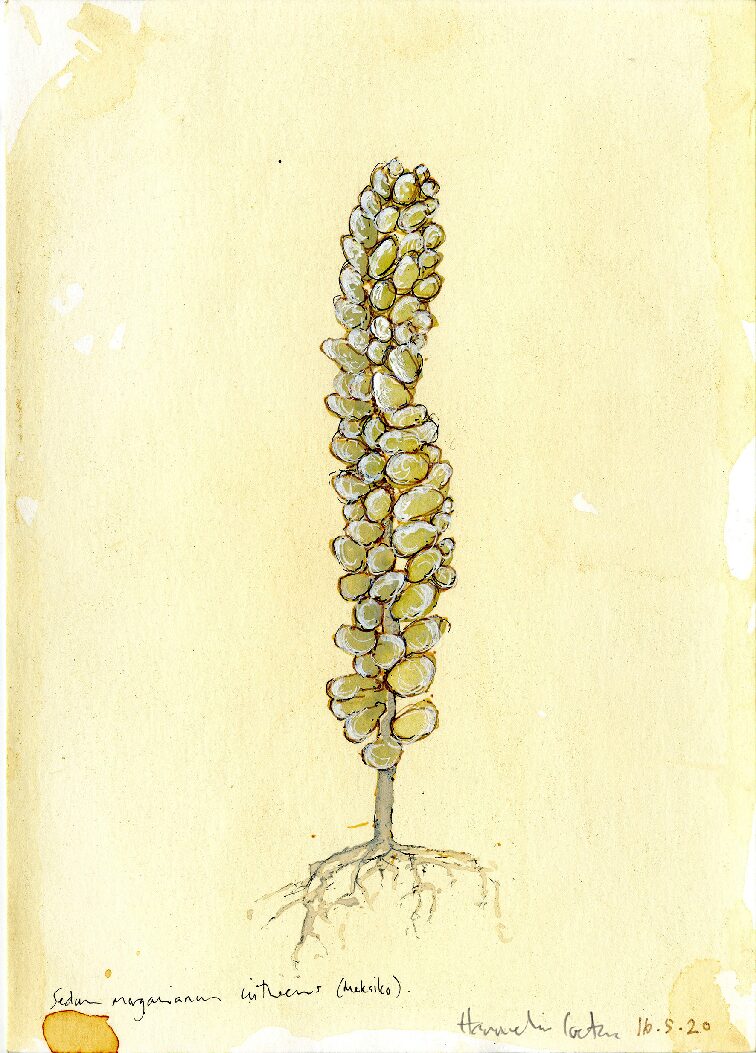 09 - Sedum morganianum
