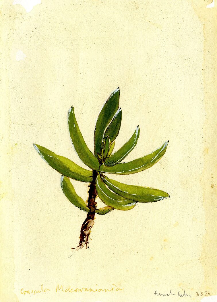 10 - Crassula Macowaniania