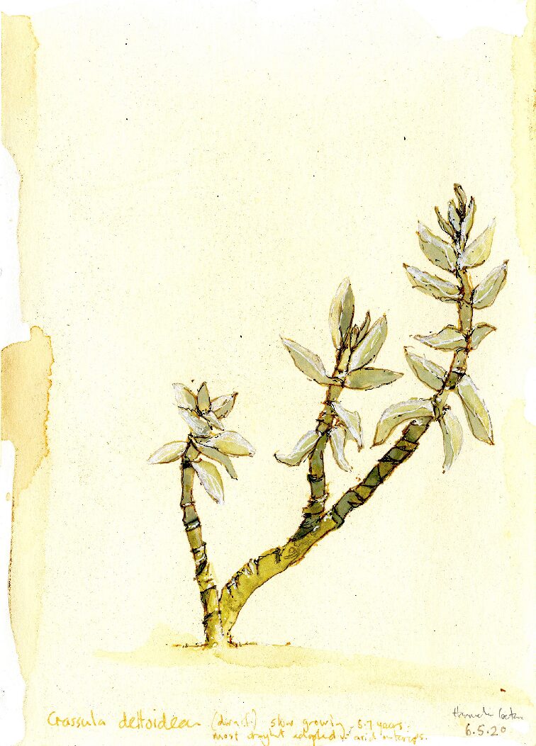 11- Jacobsenia kolbeii