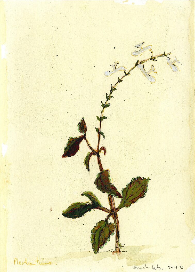12 - Plectranthus