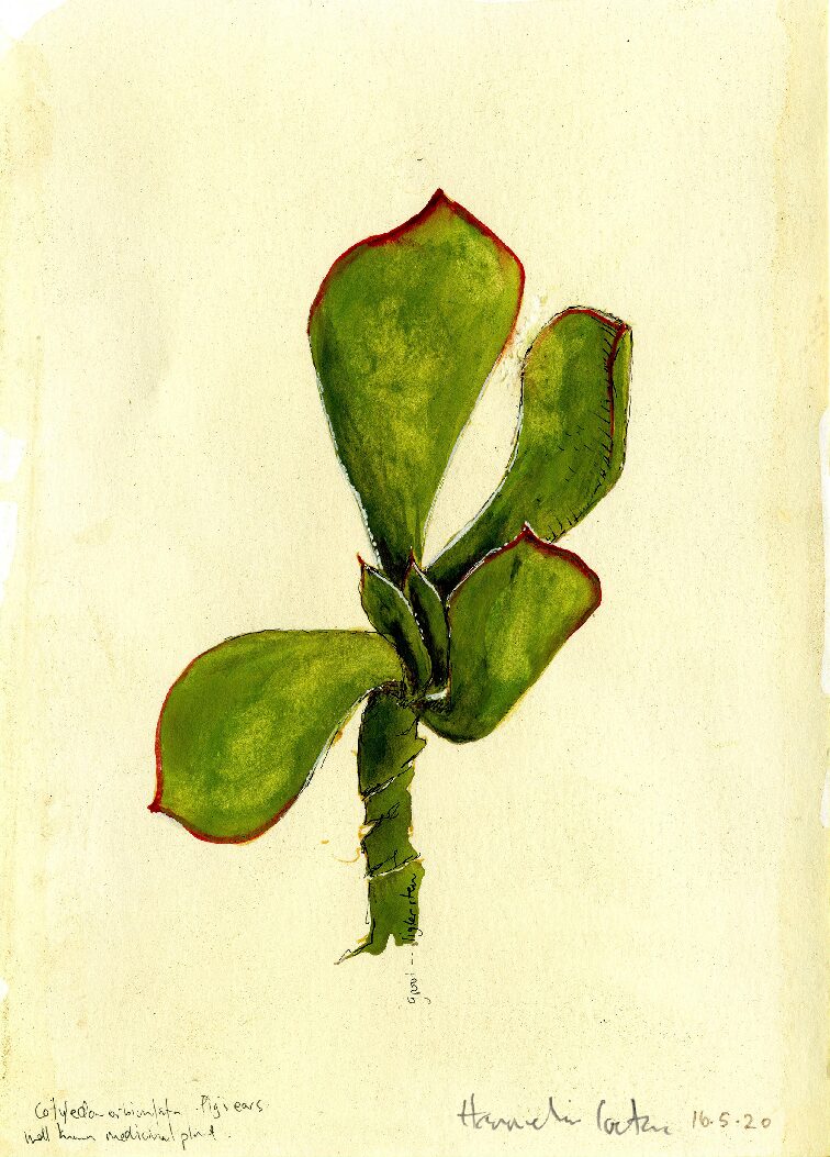 13 - Cotyledon orbiculata