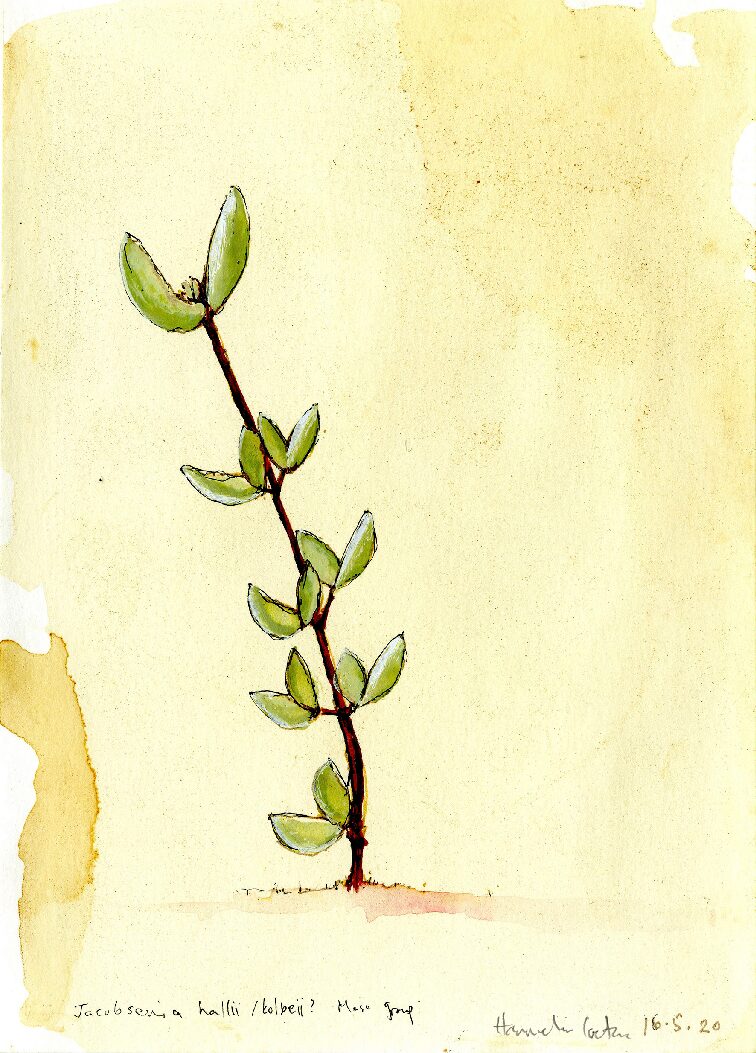 14 - Crassula deltoideau