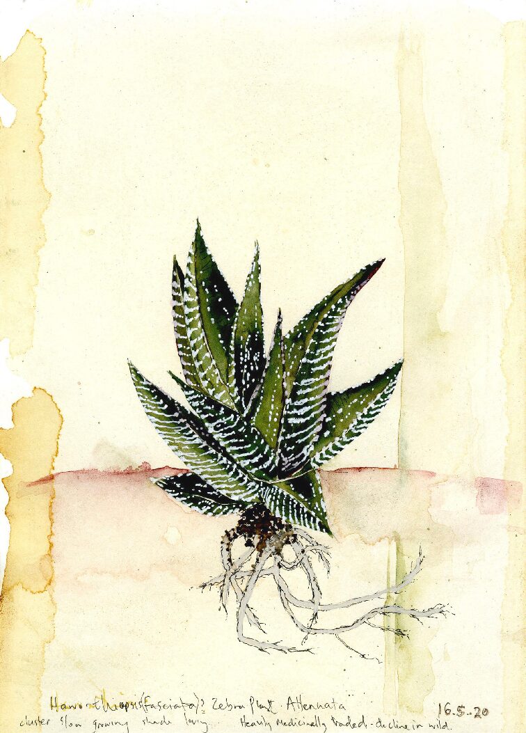 15 - Haworthia Attenuata