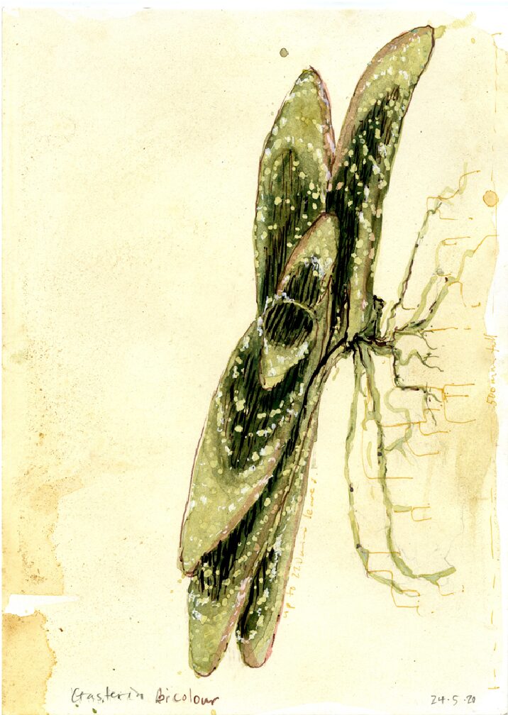 16 - Gasteria Bicolour