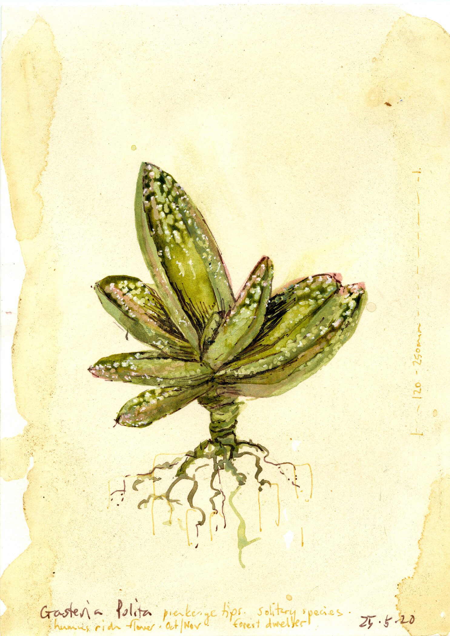 17 - Gasteria Polita