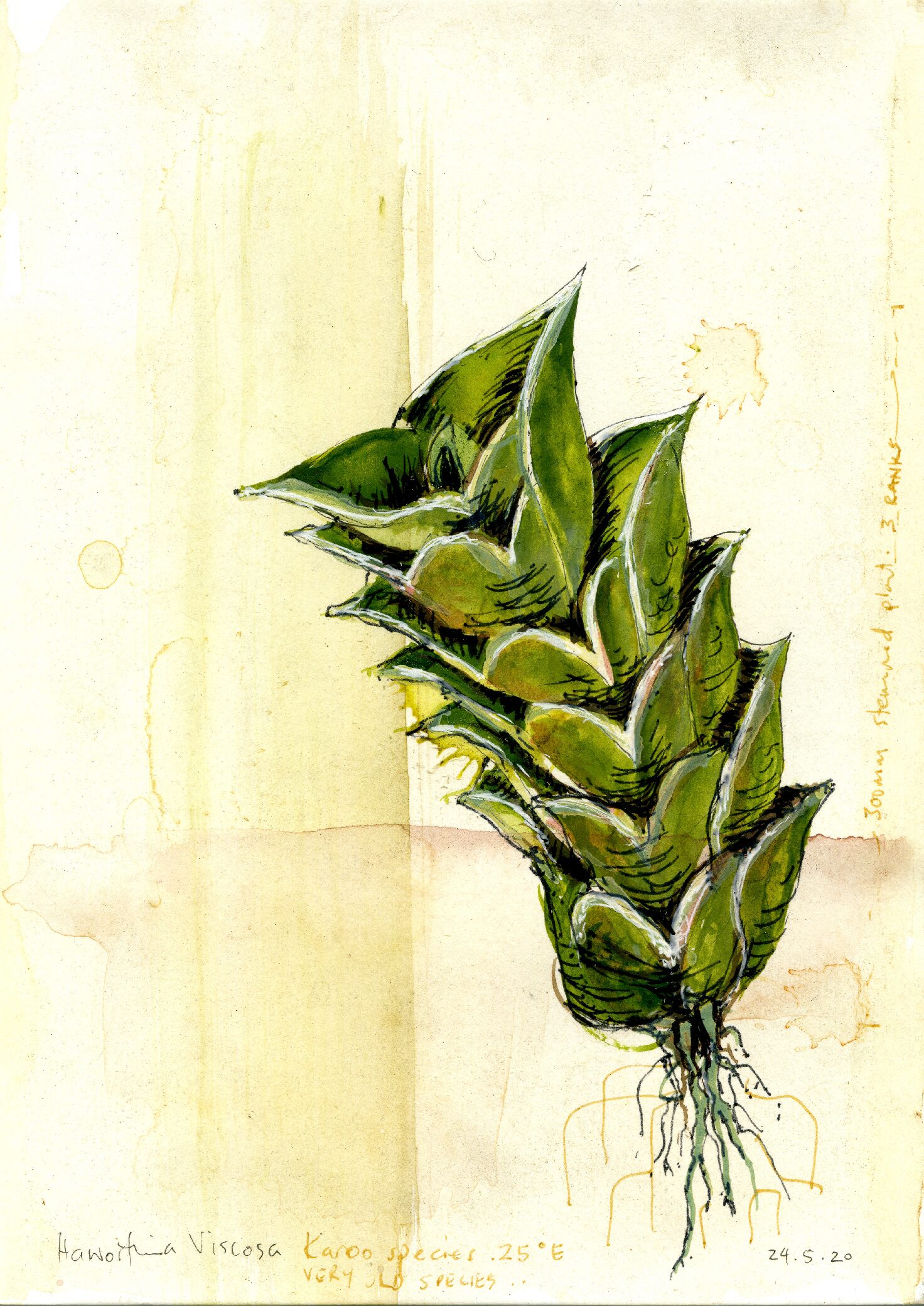 18 - Haworthia Viscosa