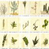 06 - Stapelia Grandiflora - Image 2
