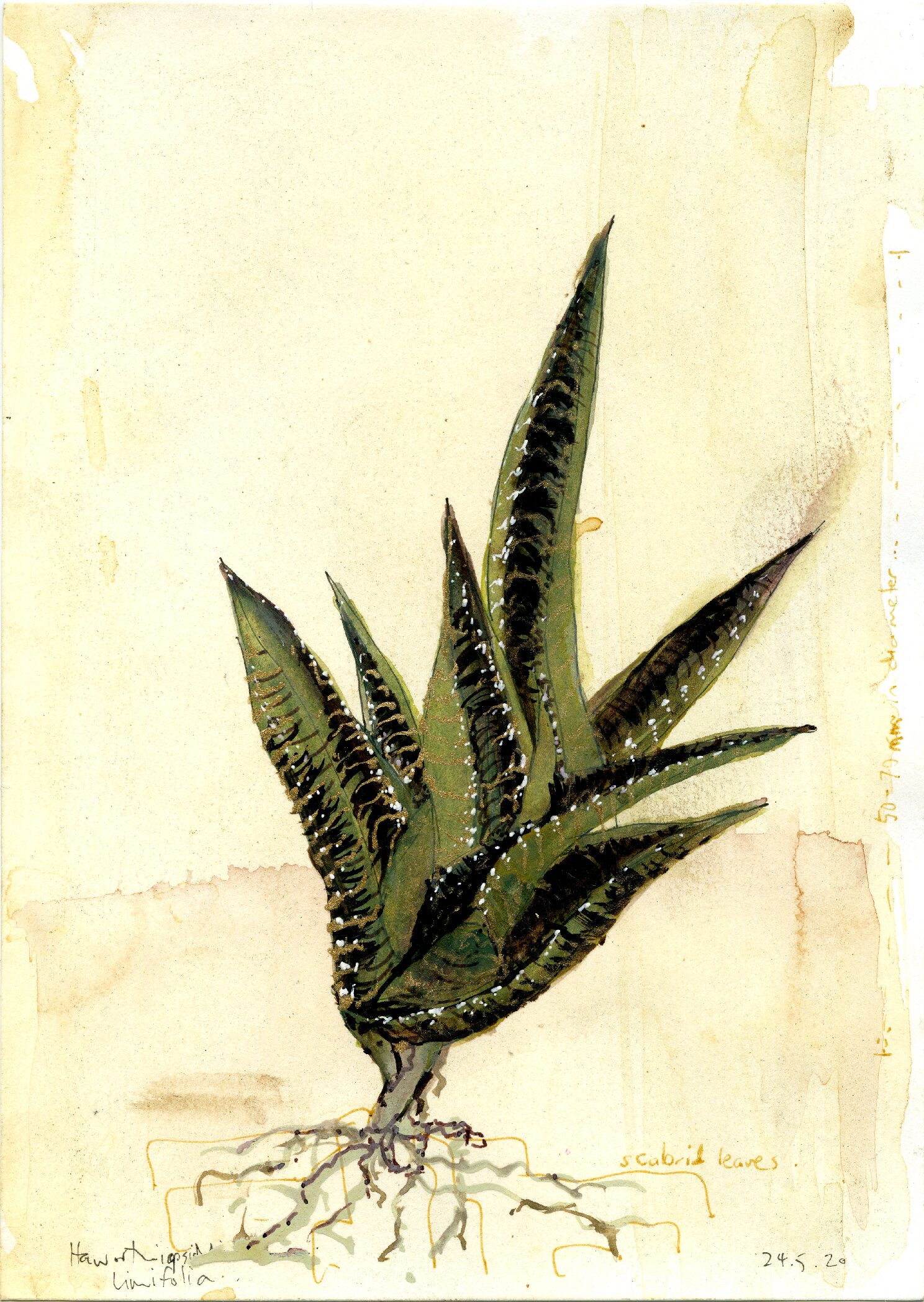 19 - Haworthiopsis limifolia