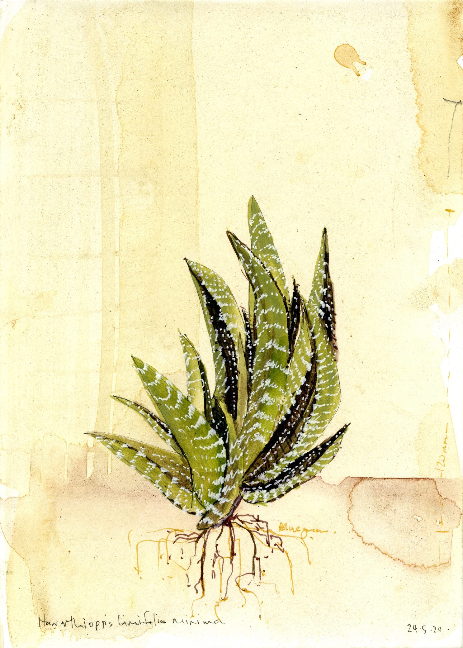 20 - Haworthiopsis Minima