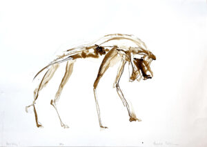 Hyena study on paper I