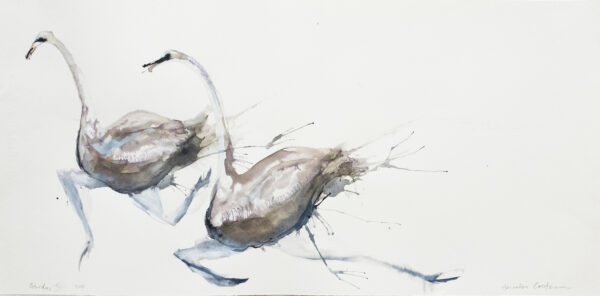 Ostriches IV