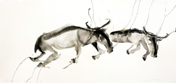 Wildebeest XiV