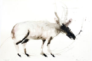 Wildebeest III
