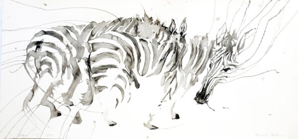 Zebra V