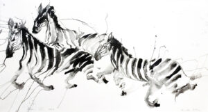 Zebra Viii