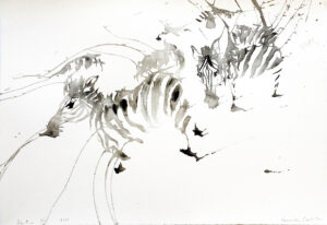 Zebra XVi