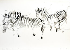 Zebra XVii