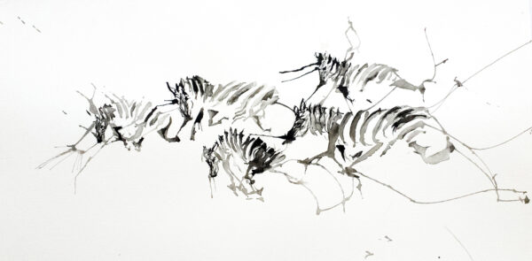 Zebra Xi
